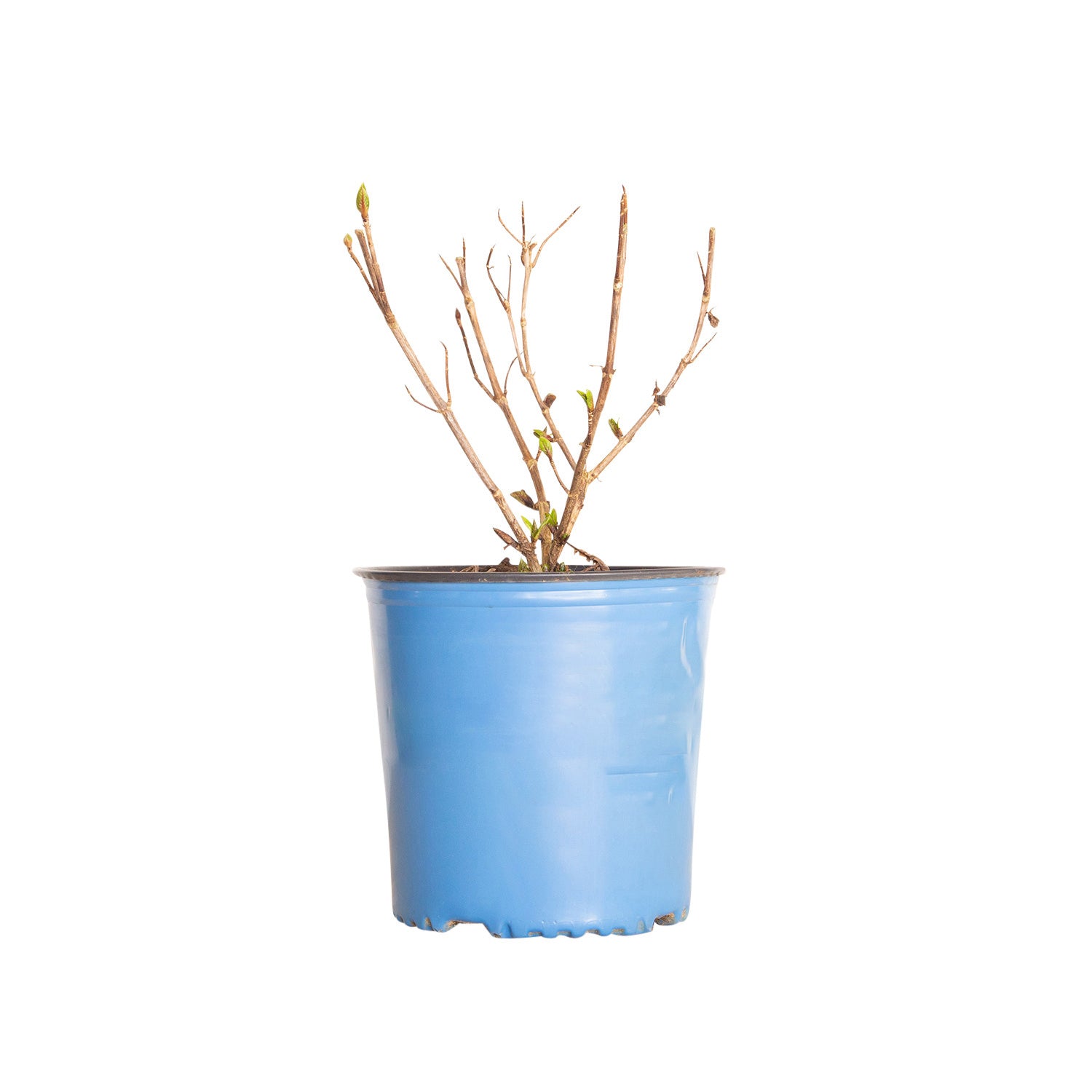 Dormant Varieties