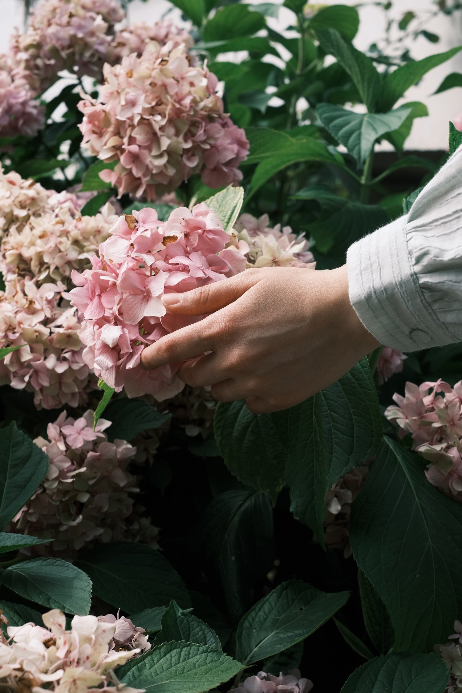 Garden Blooming Hydrangeas