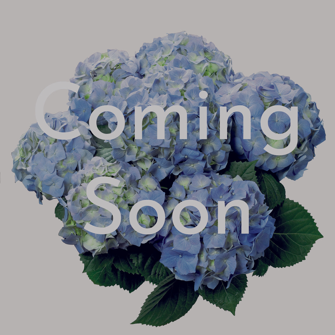 Blue Hydrangea in Delilah Pot
