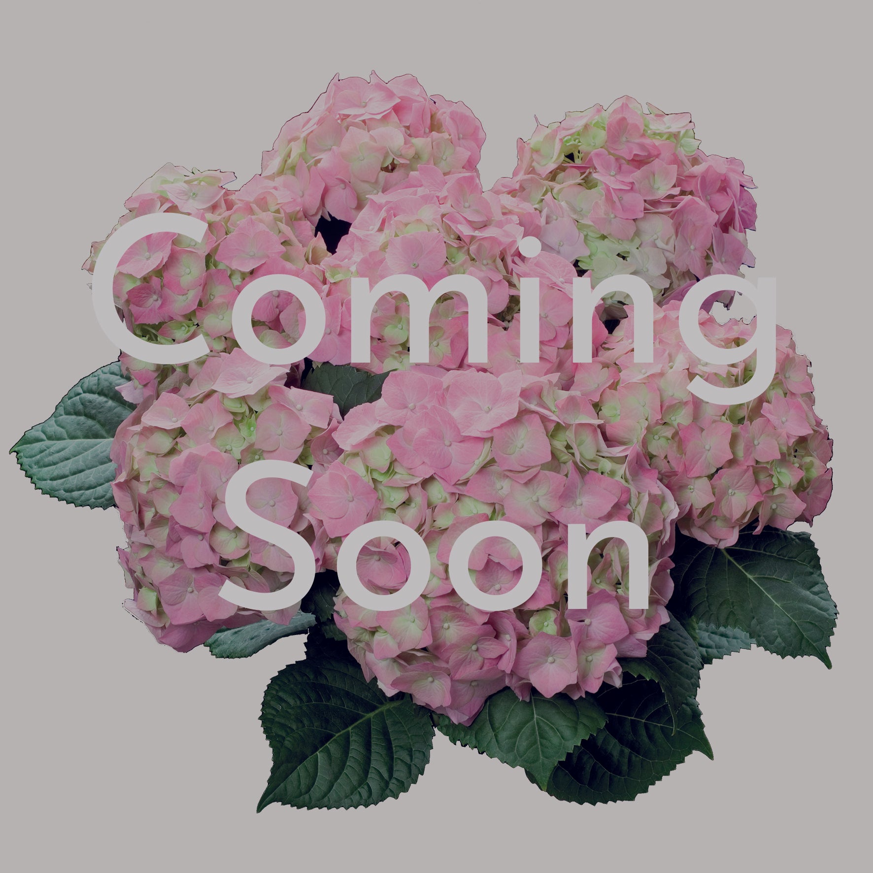 Michele Hydrangea in Delilah Pot
