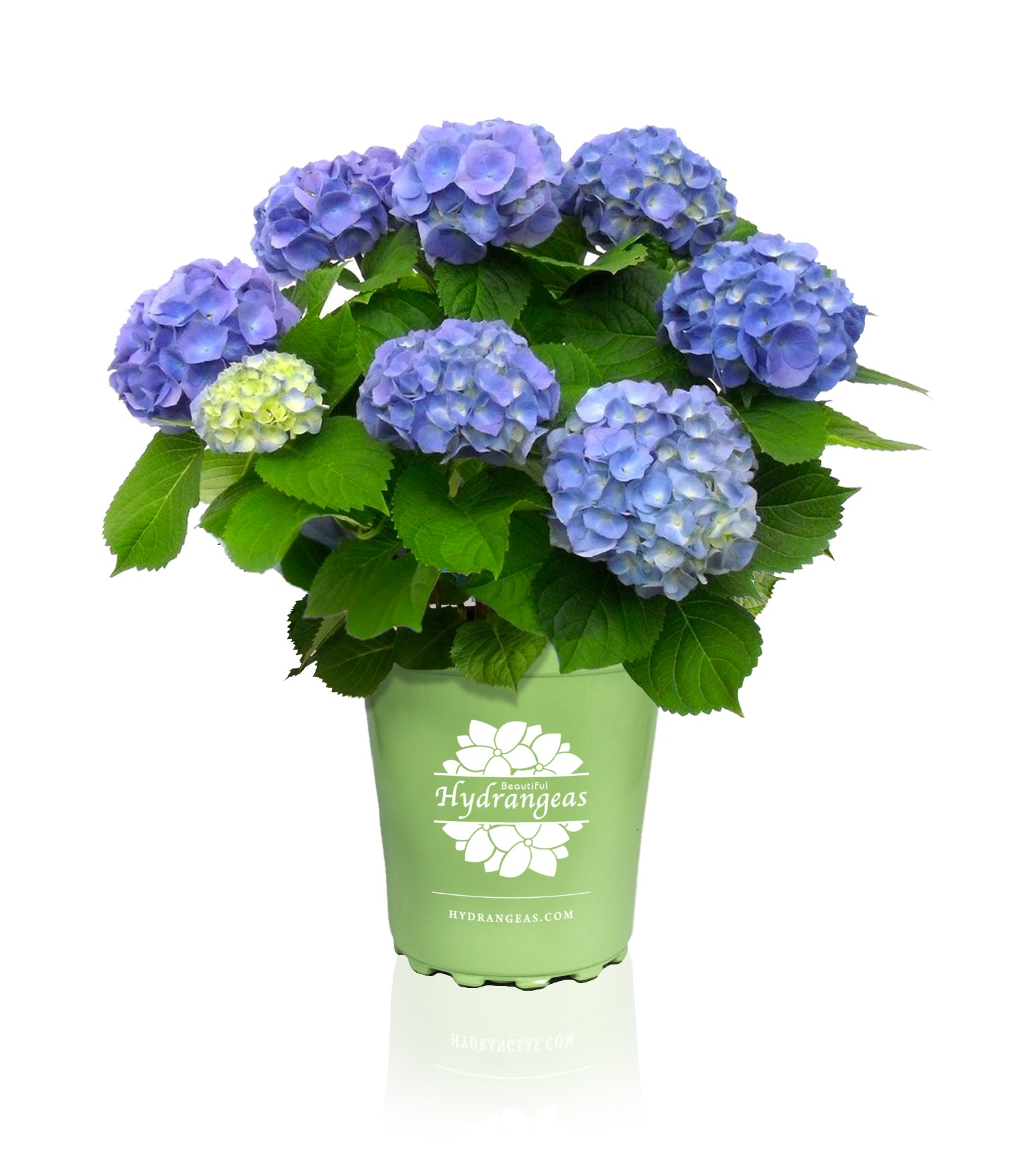 Brestenburg Hydrangea