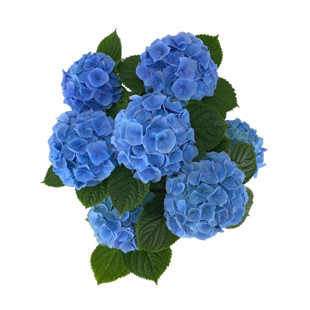 Brestenburg Hydrangea