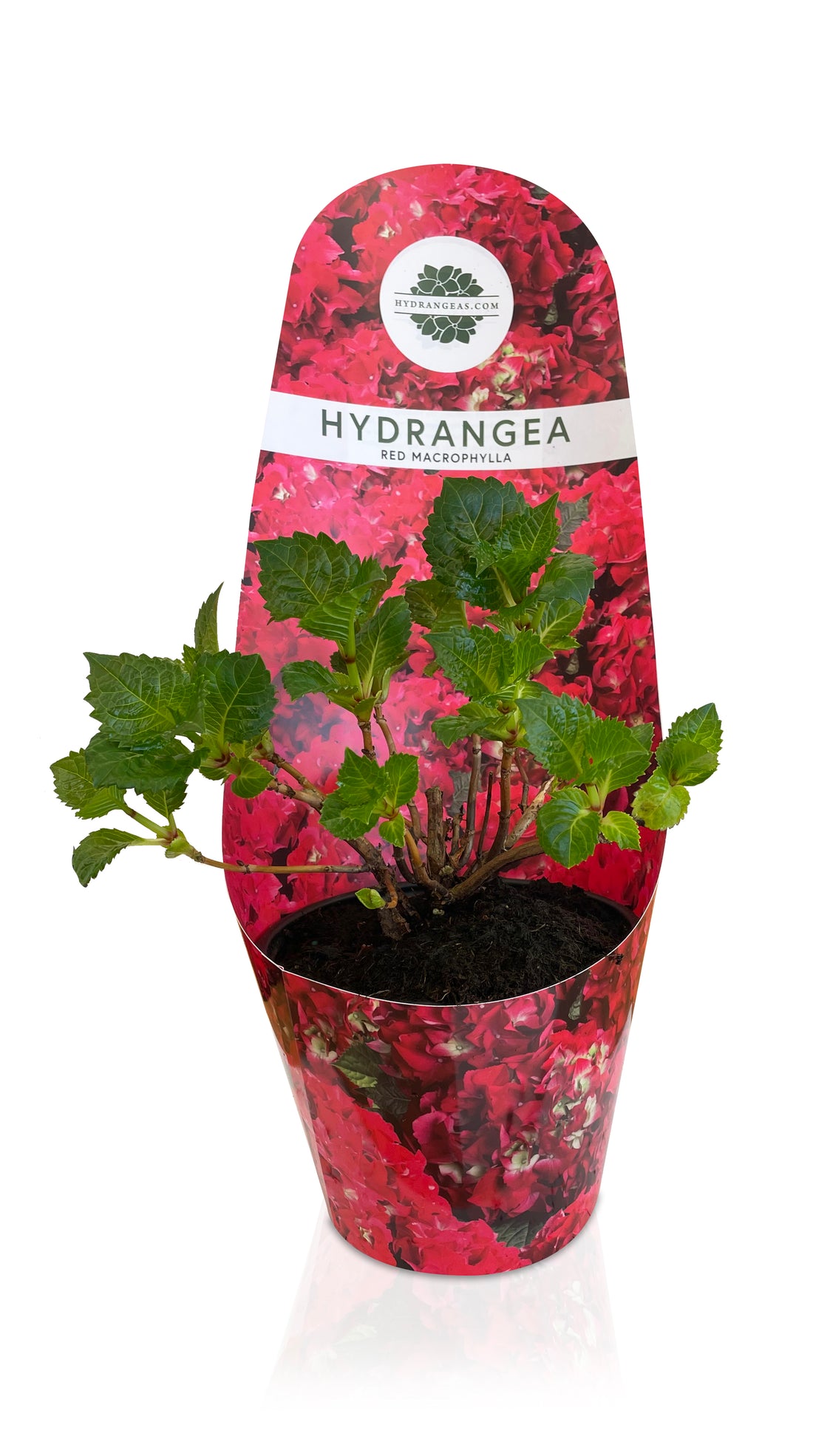 Speedy Red Dormant Hydrangea