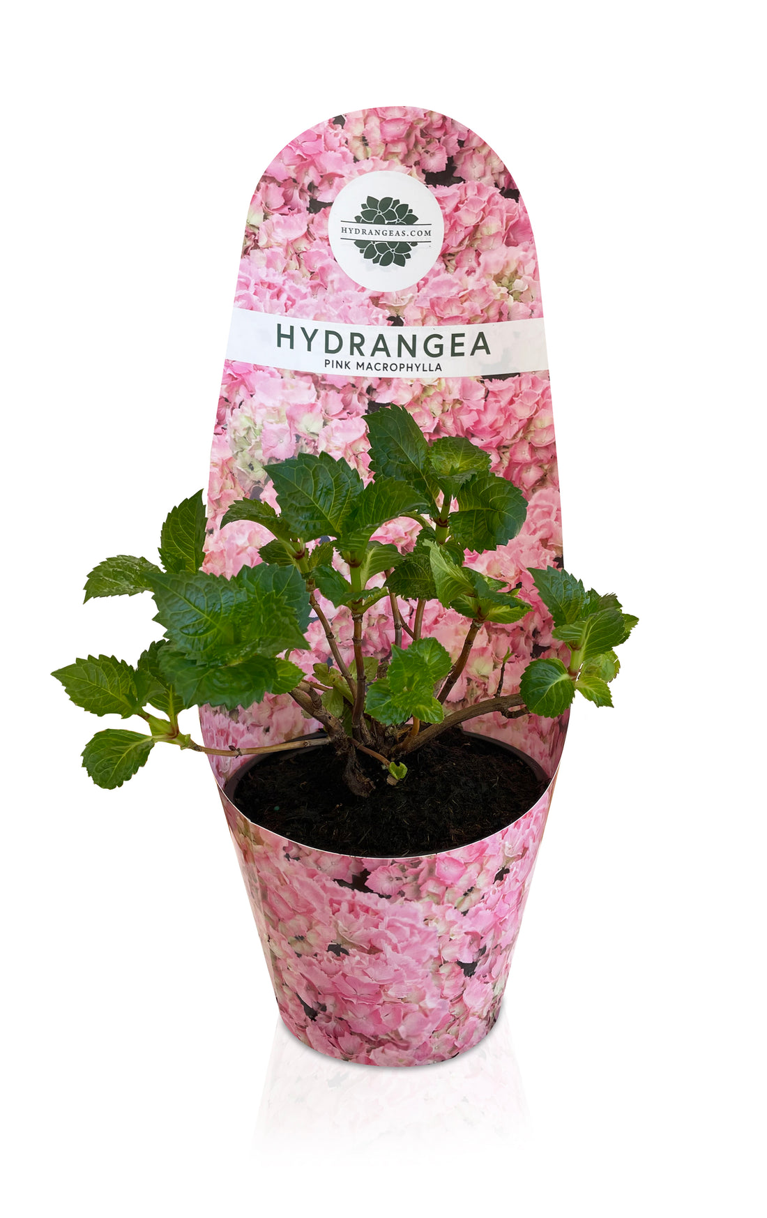 Adula Dormant Hydrangea
