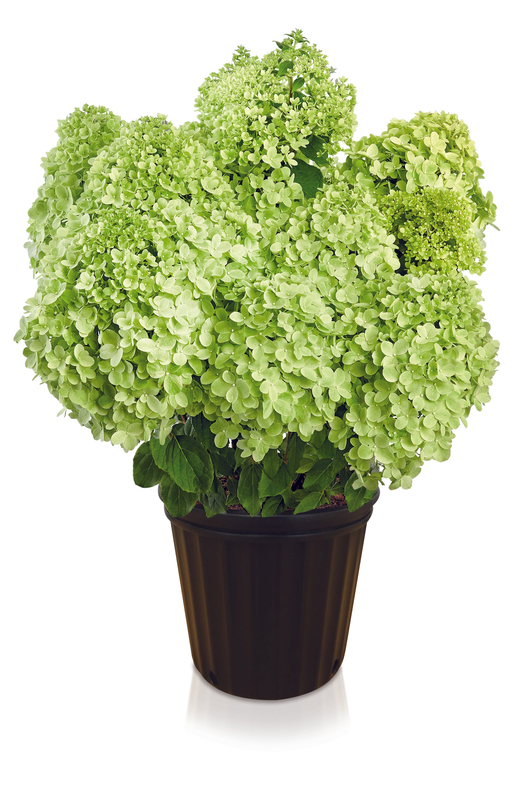 Pandora Paniculata