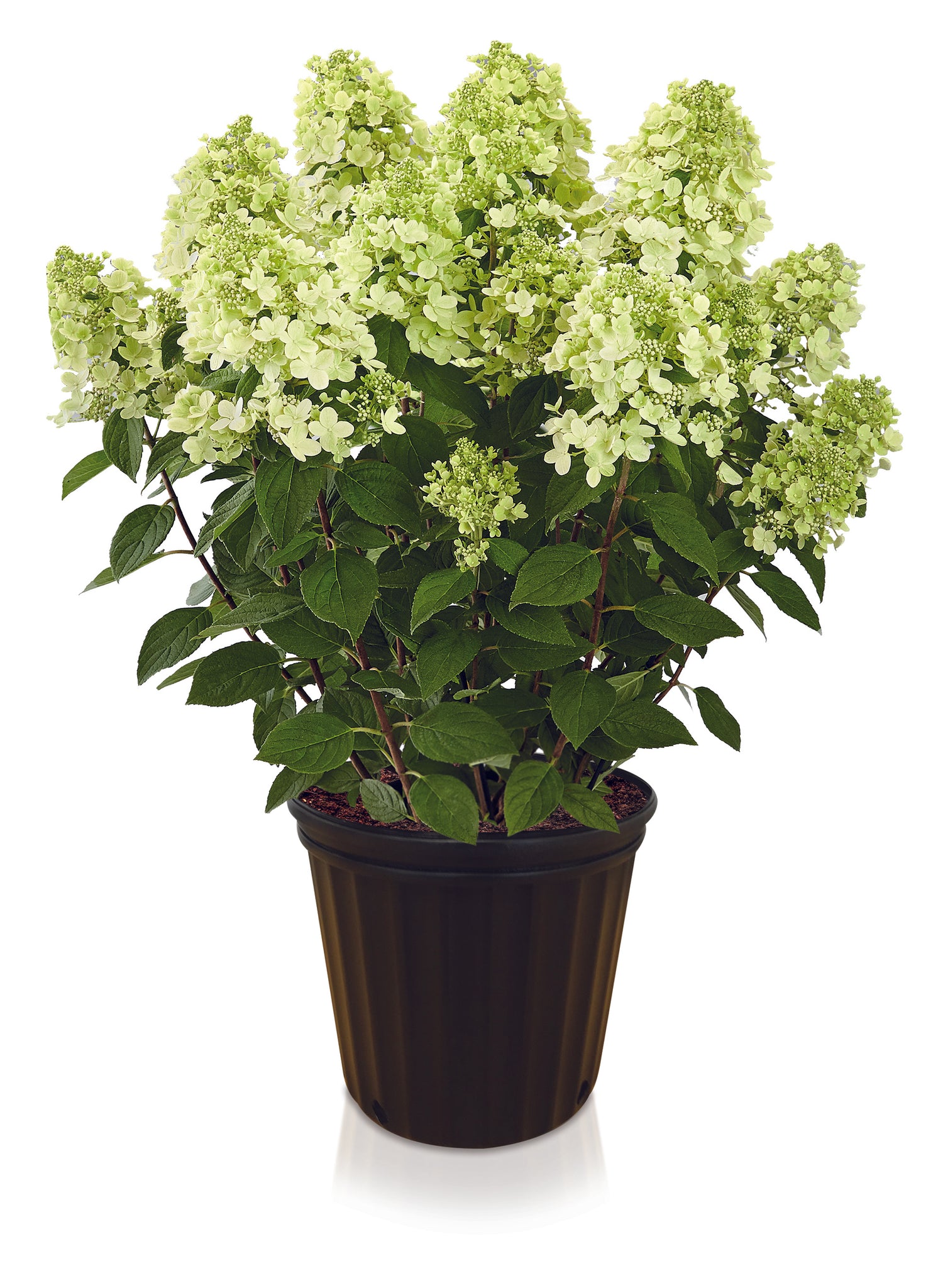 Panflora Paniculata