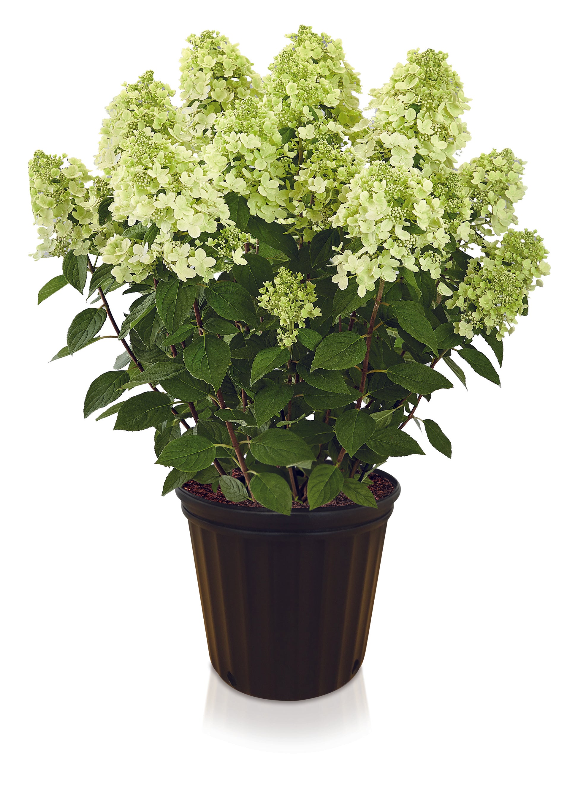 Panflora Paniculata