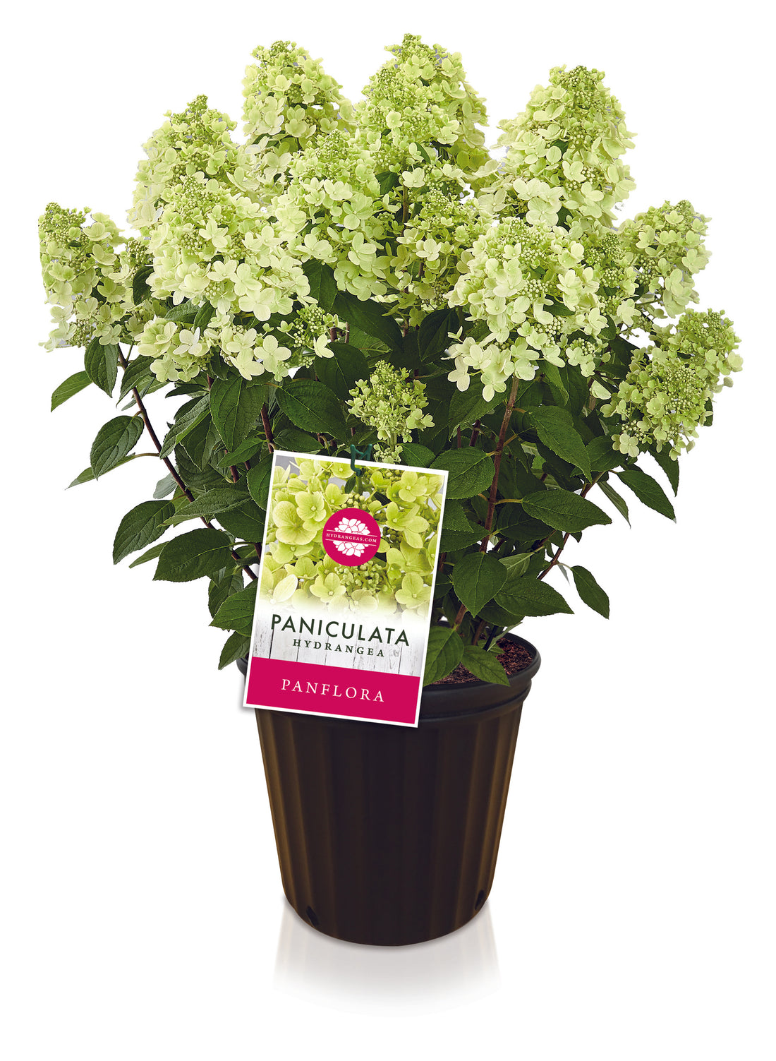 Panflora Paniculata