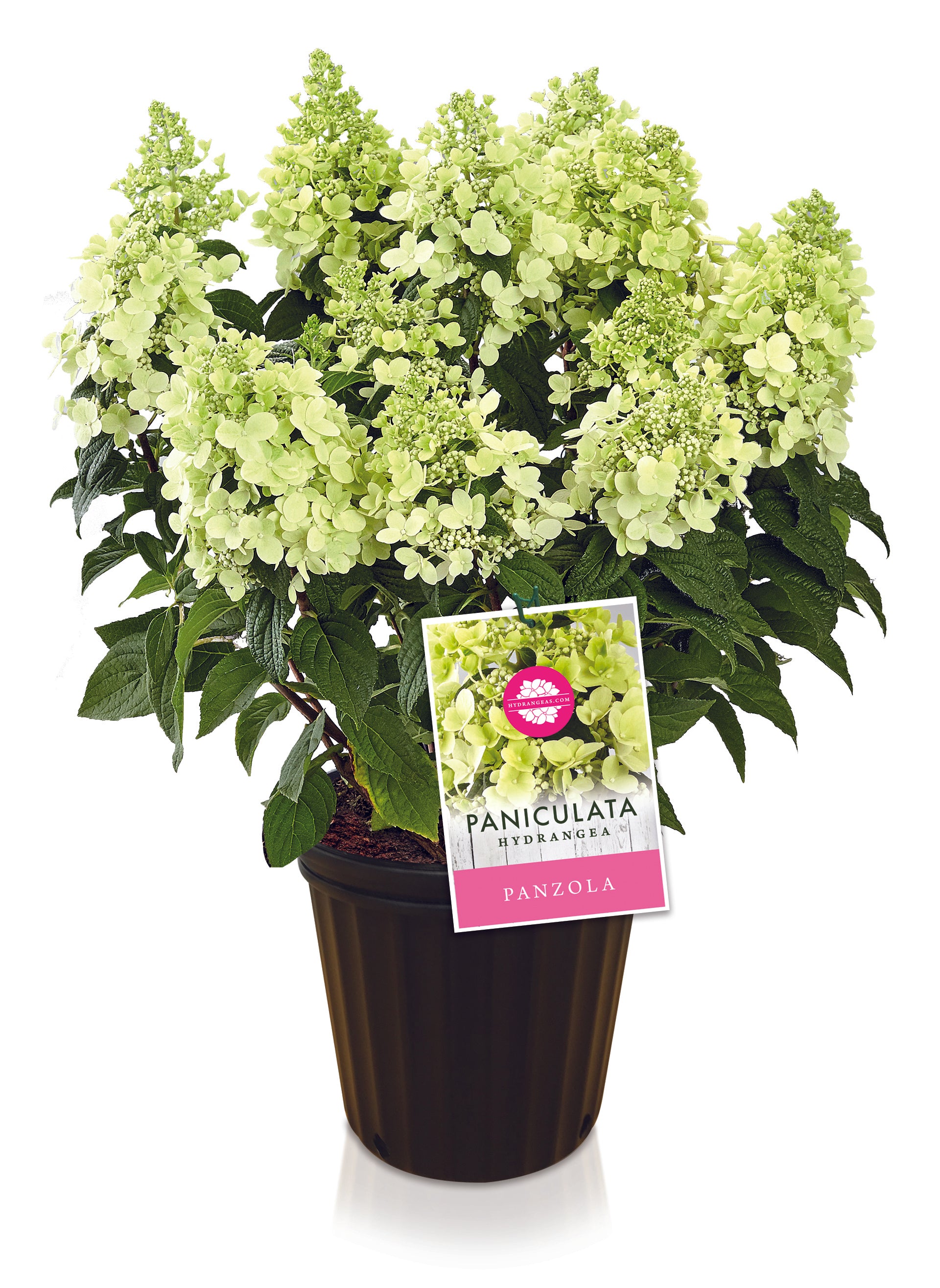 Panzola Paniculata