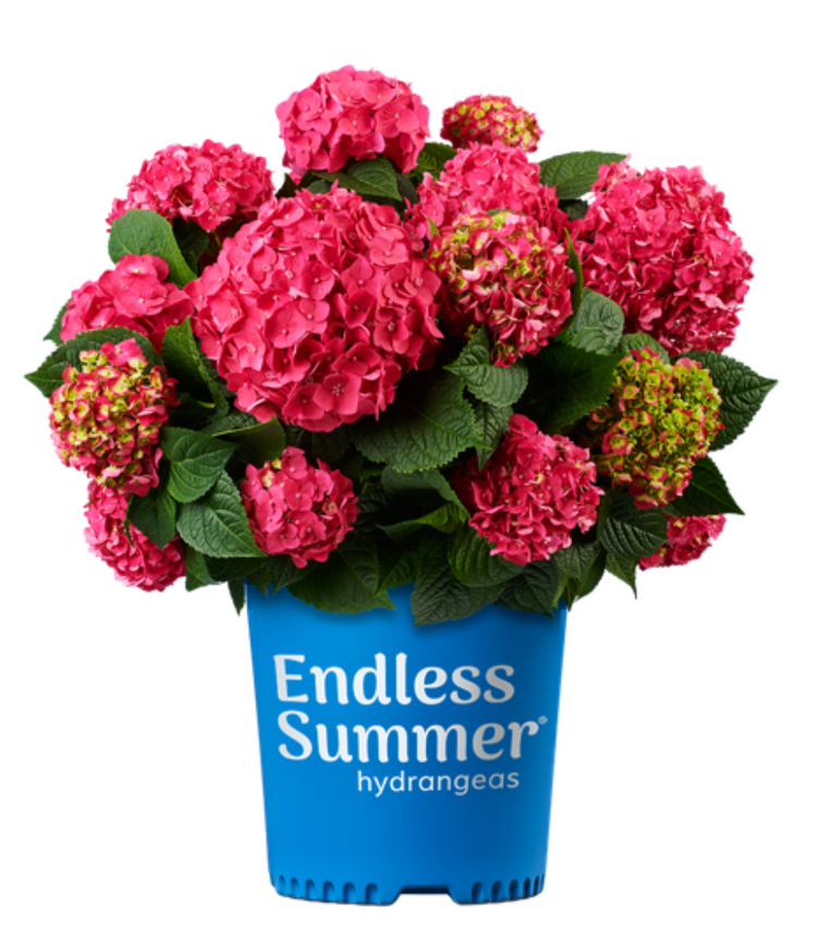 Endless Summer – Hydrangeas.com