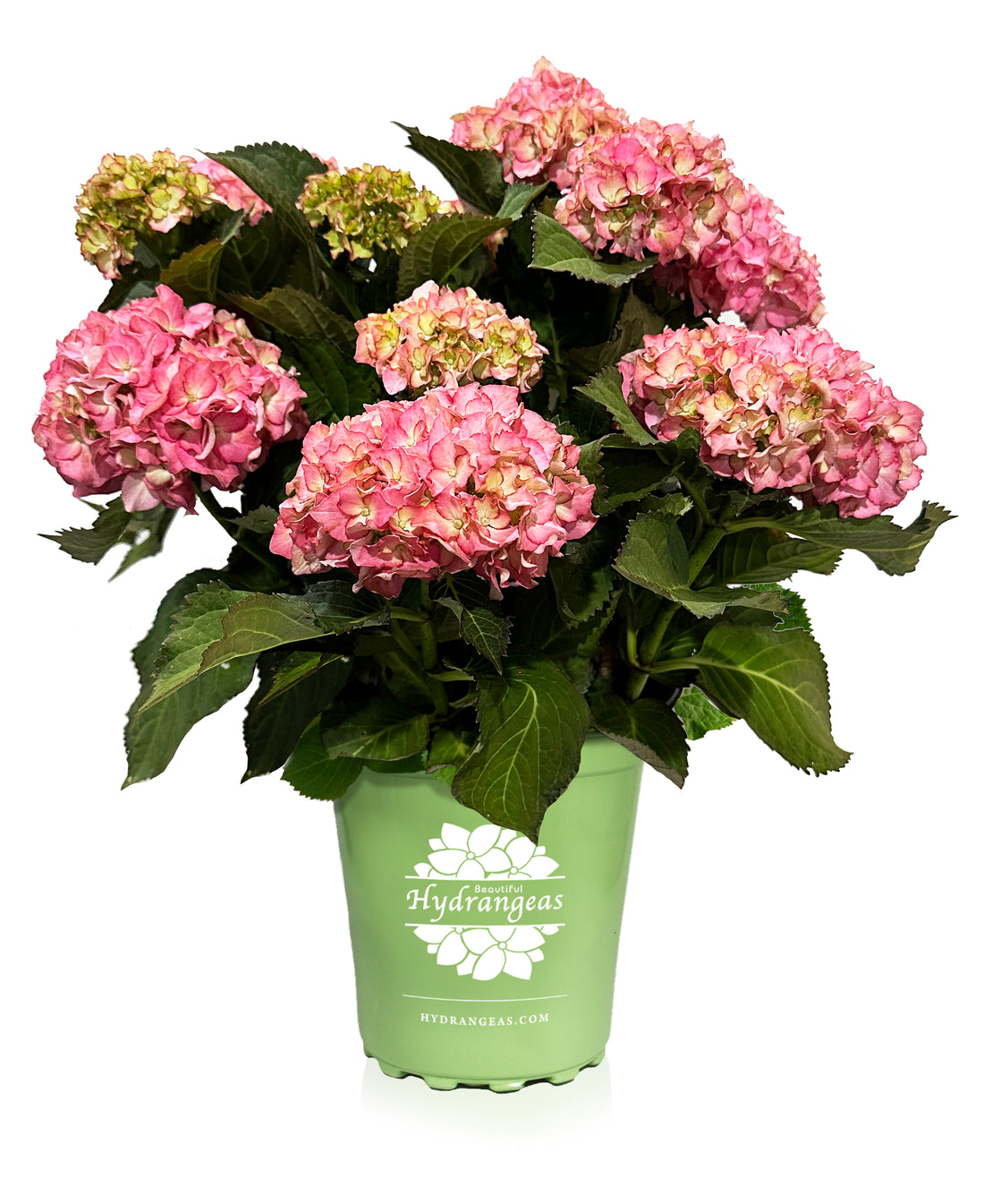 Adula Hydrangea