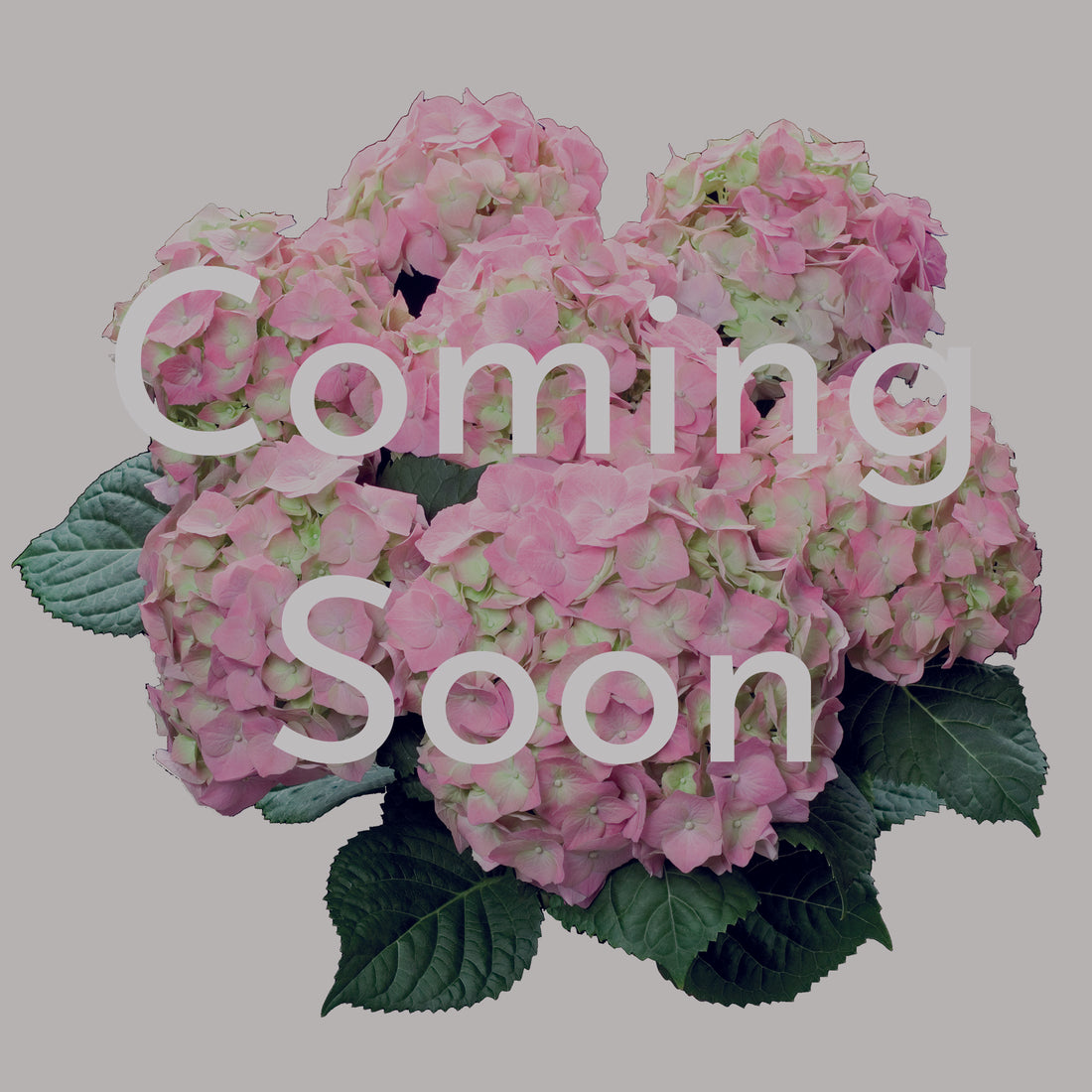 Michele Hydrangea in Delilah Pot