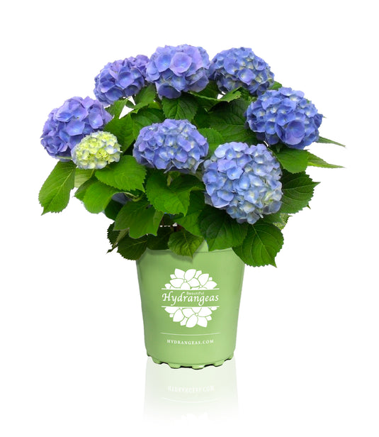 Hydrangeas.com