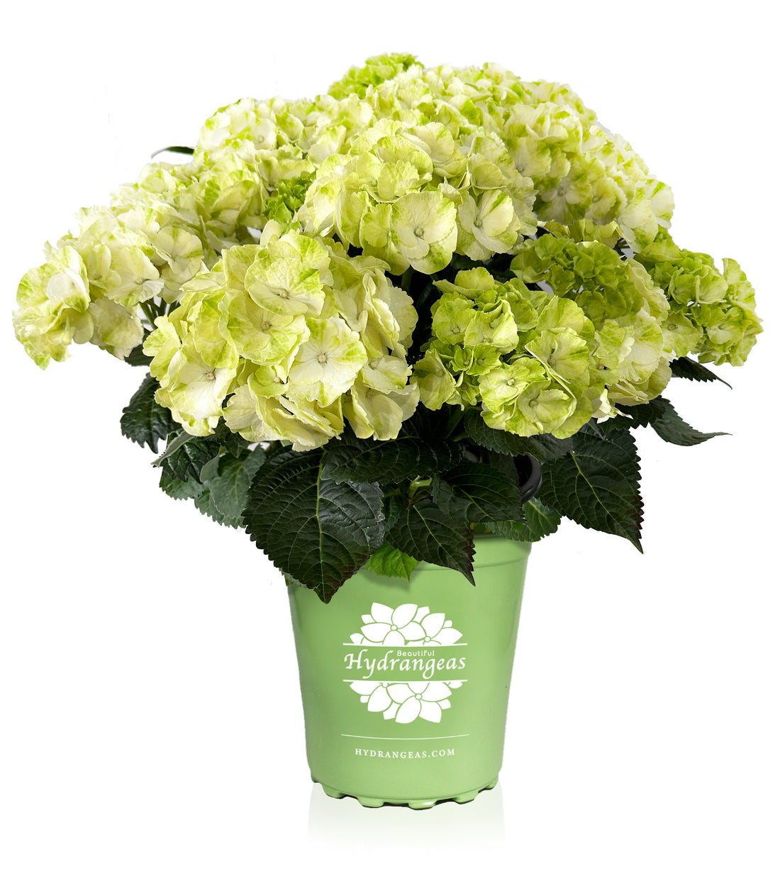 Caipirinha Hydrangea