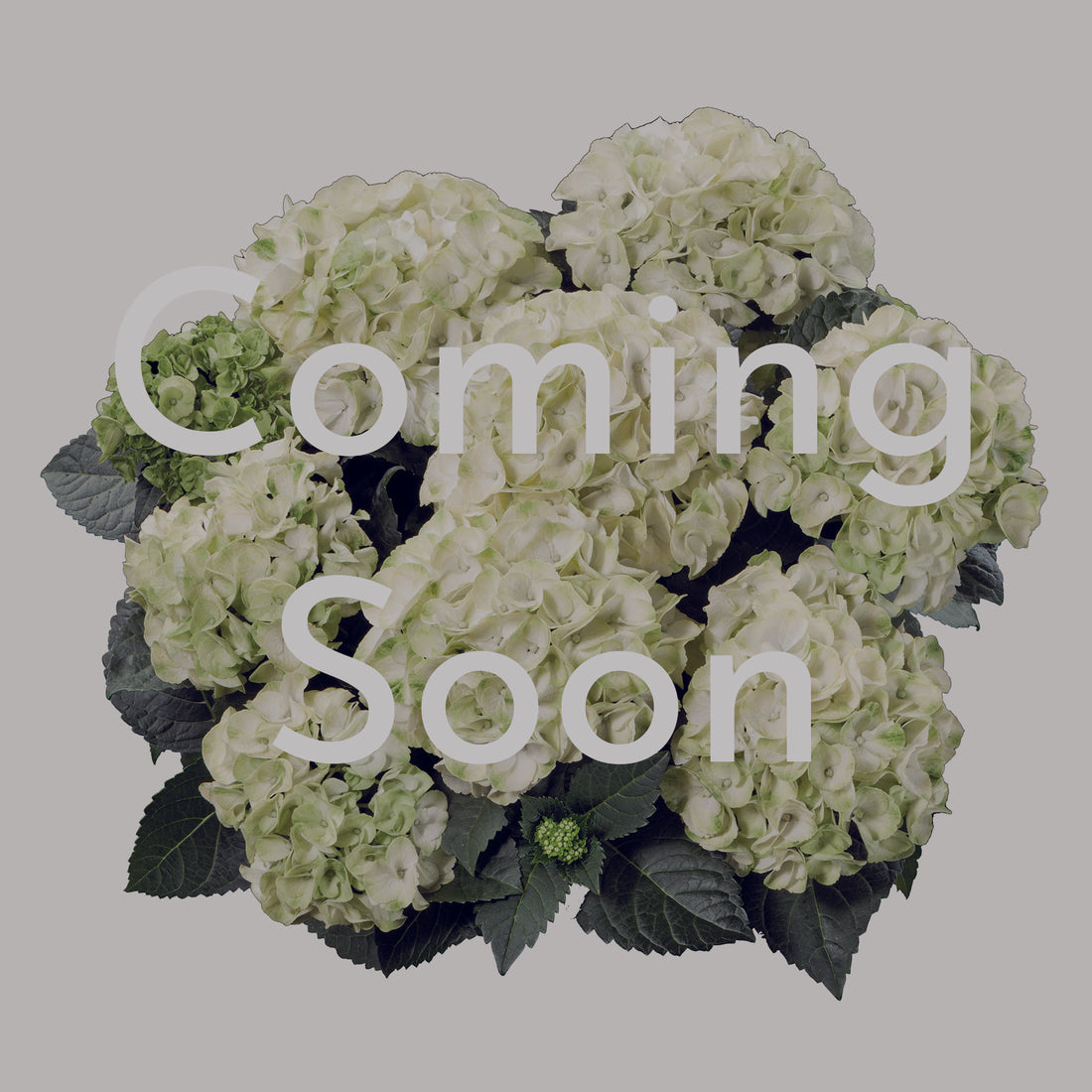 Blushing Bride Endless Summer Hydrangea