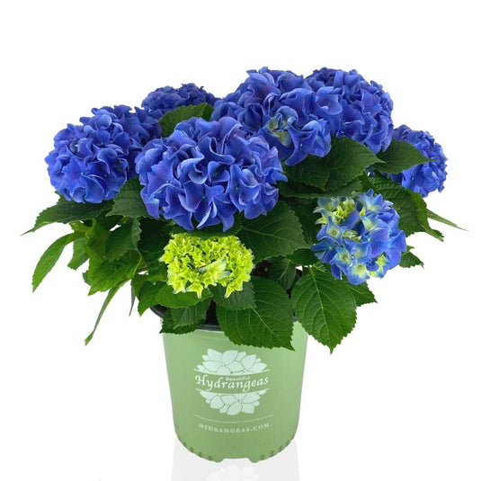 Hydrangeas.com