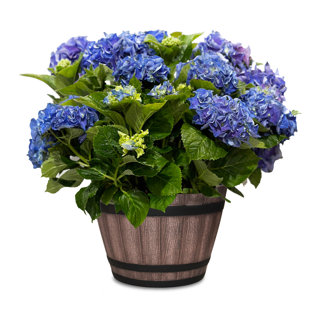 Early Blue Hydrangea in Keg Barrel