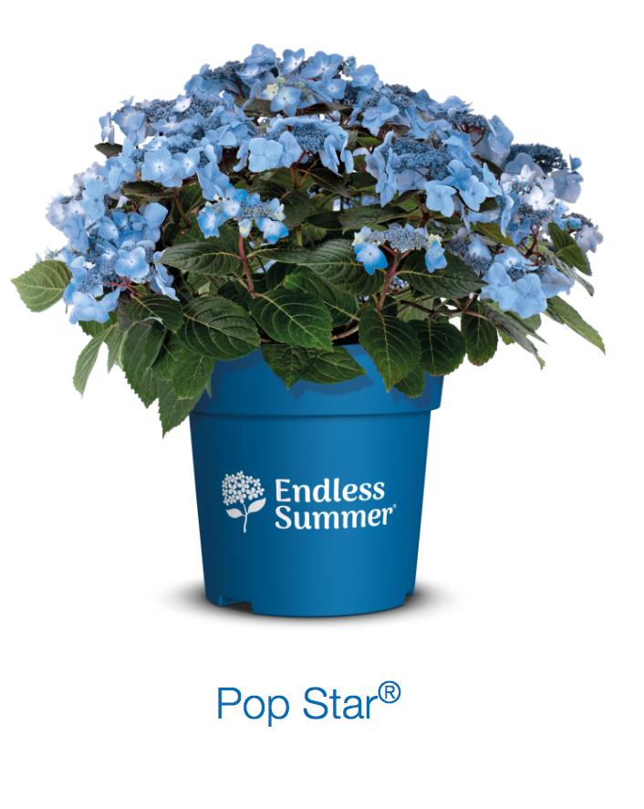 Popstar Endless Summer Hydrangea