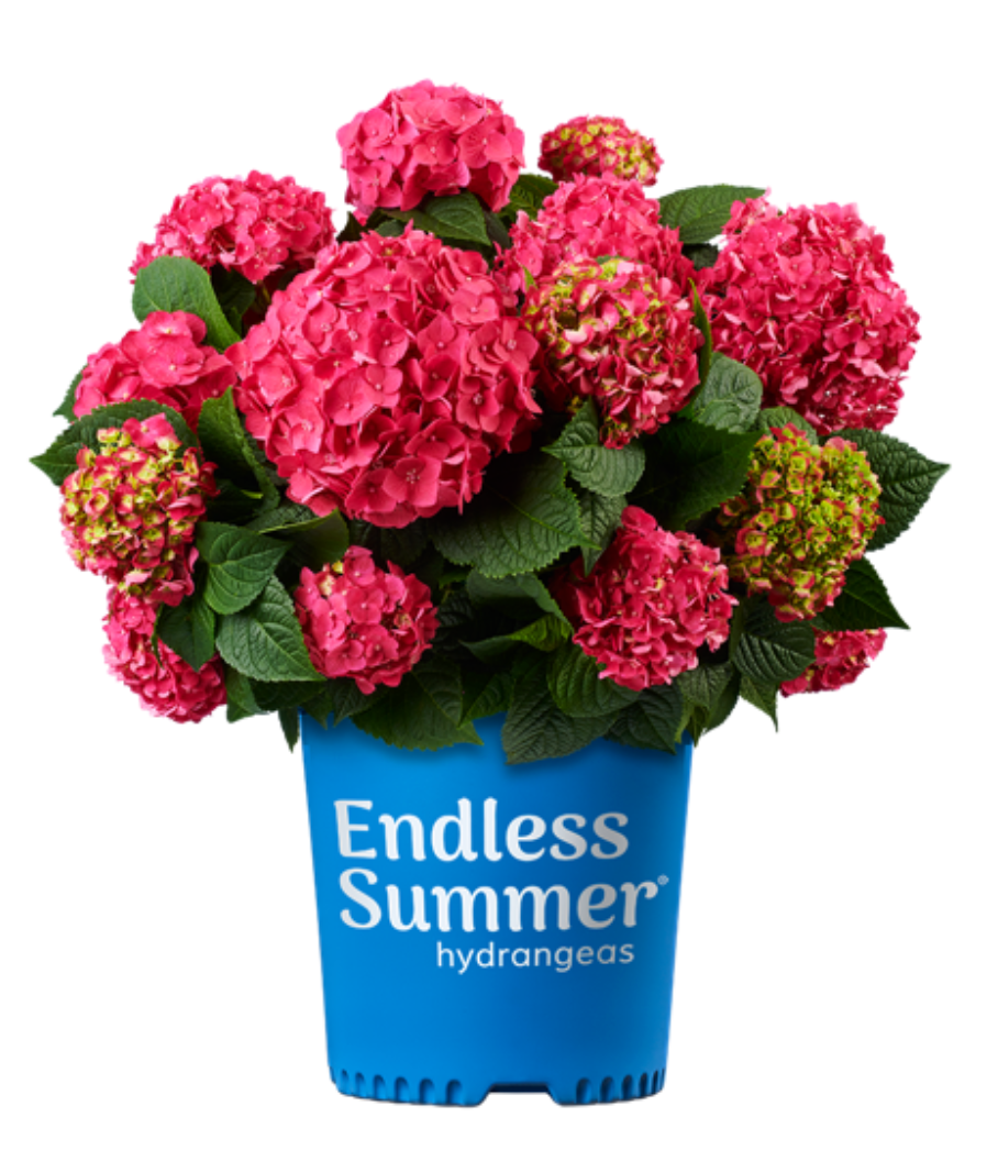 Summer Crush Endless Summer Hydrangea