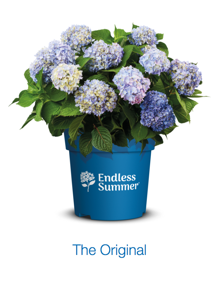 The Original Endless Summer Hydrangea