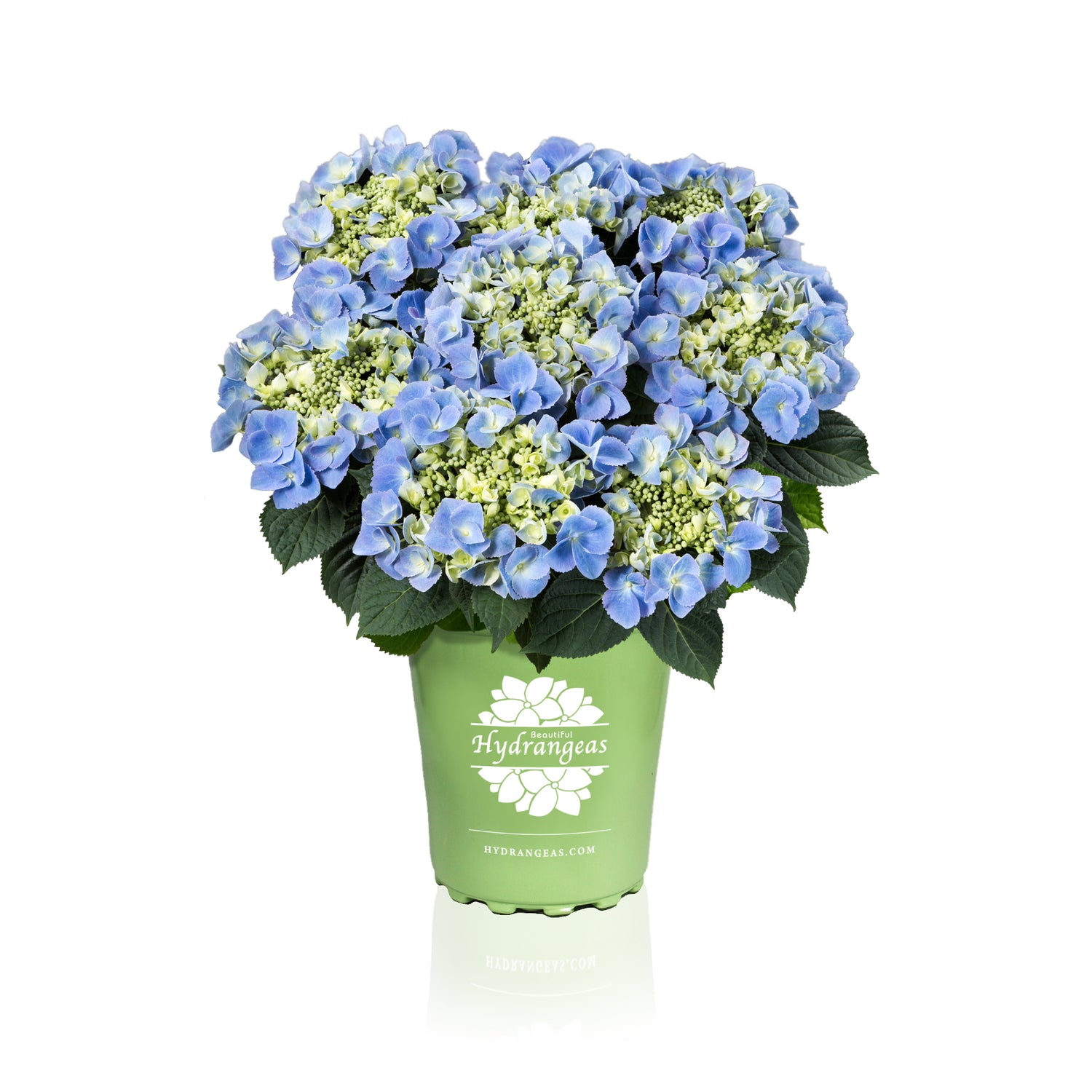 Frisbee Blue Hydrangea