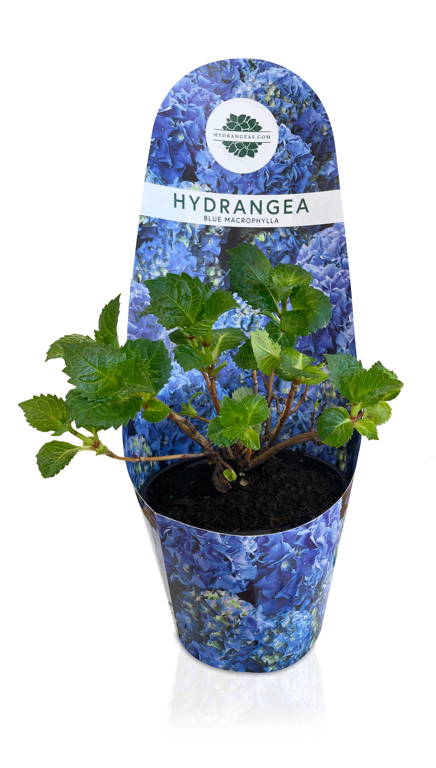 Early Blue Dormant Hydrangea