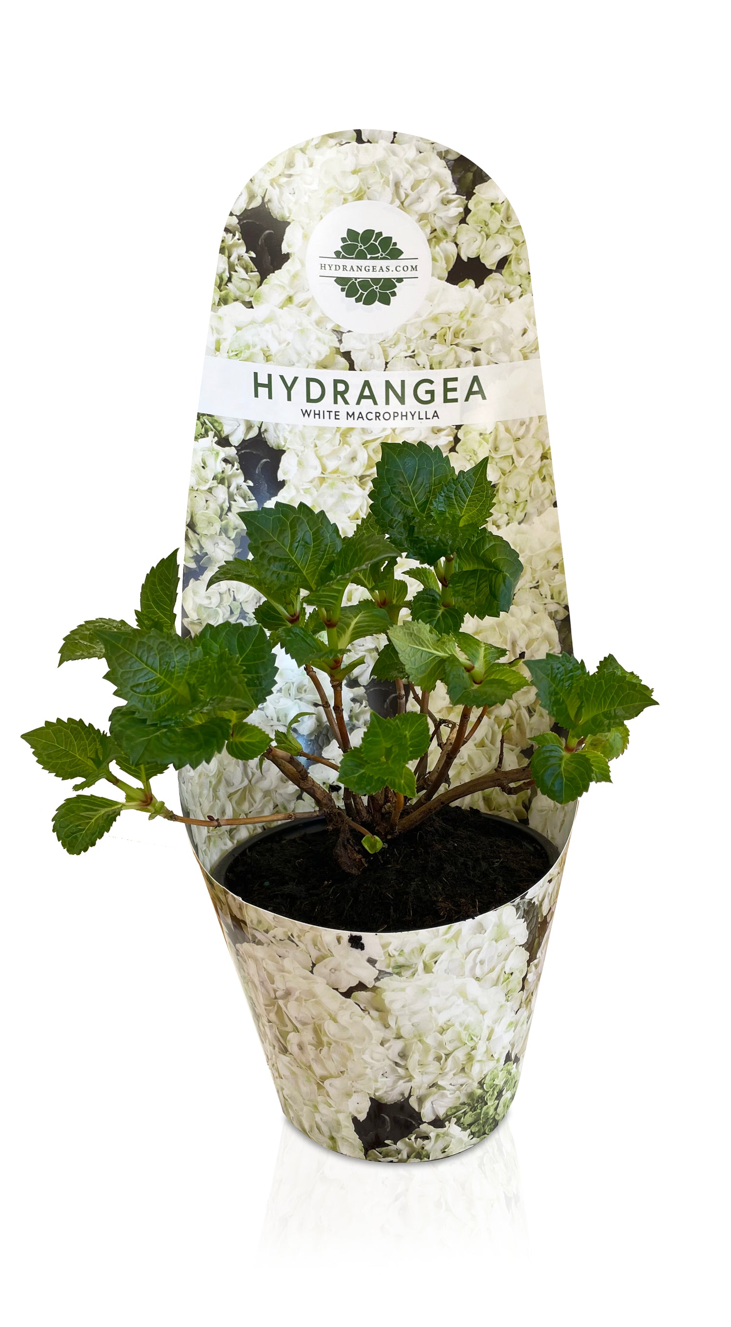Vanilla Sky Dormant Hydrangea