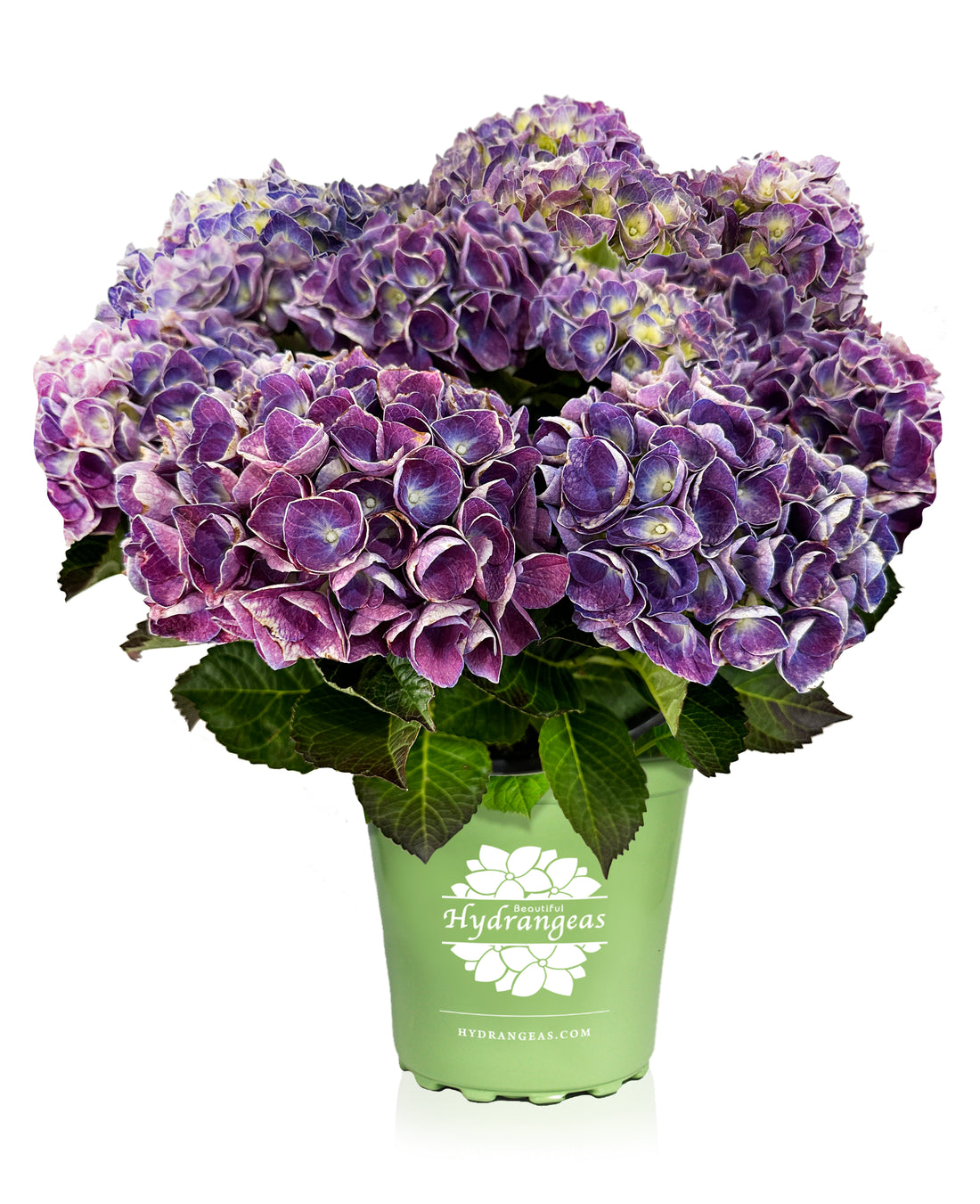 Jip Blue Hydrangea