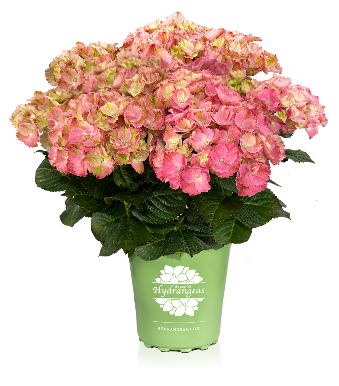 Magical Amazone Hydrangea