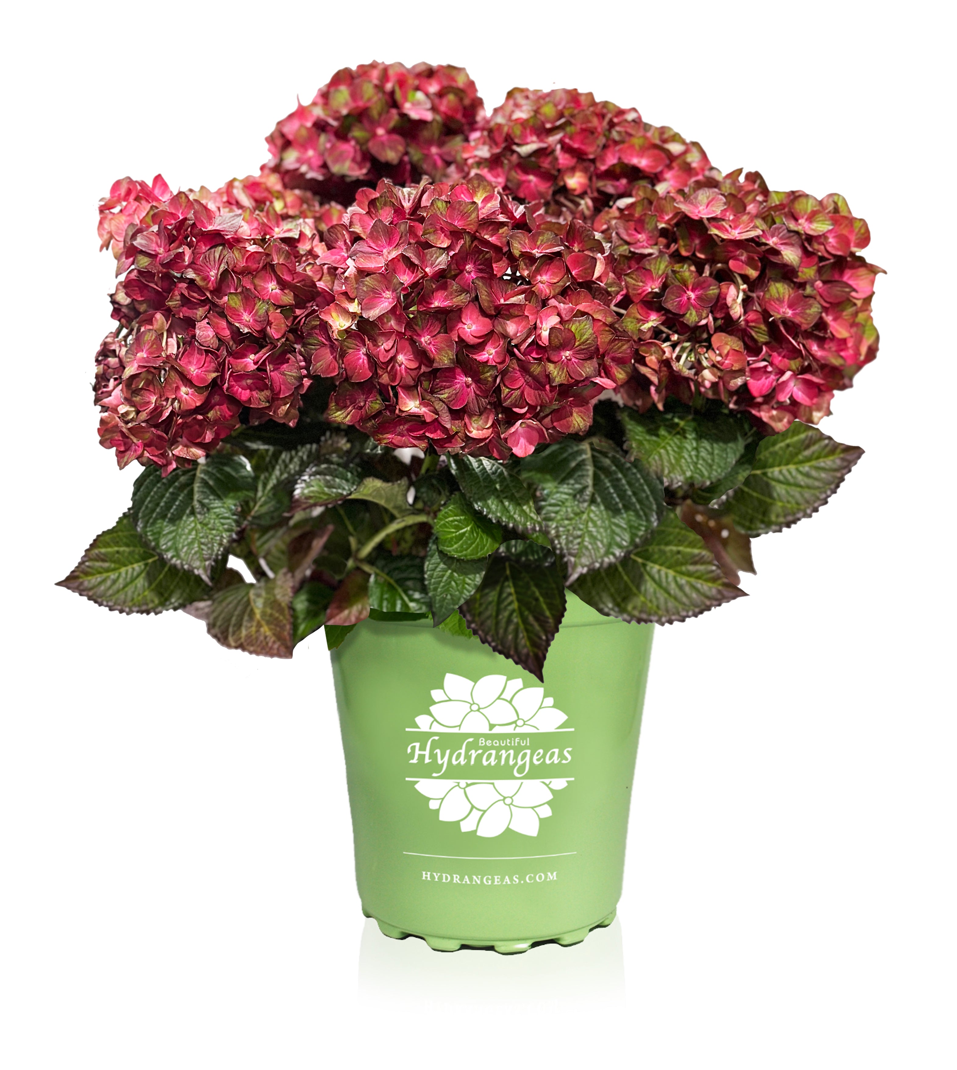 Magical Chocolate Hydrangea