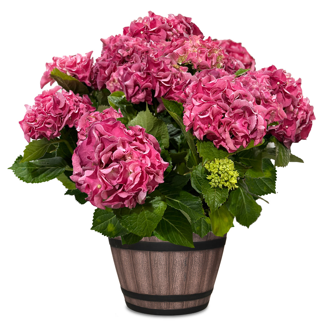 Michele Hydrangea in Keg Barrel