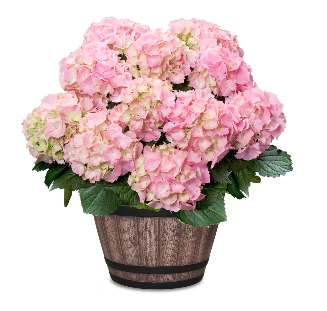 Pink Hydrangea in Keg Barrel