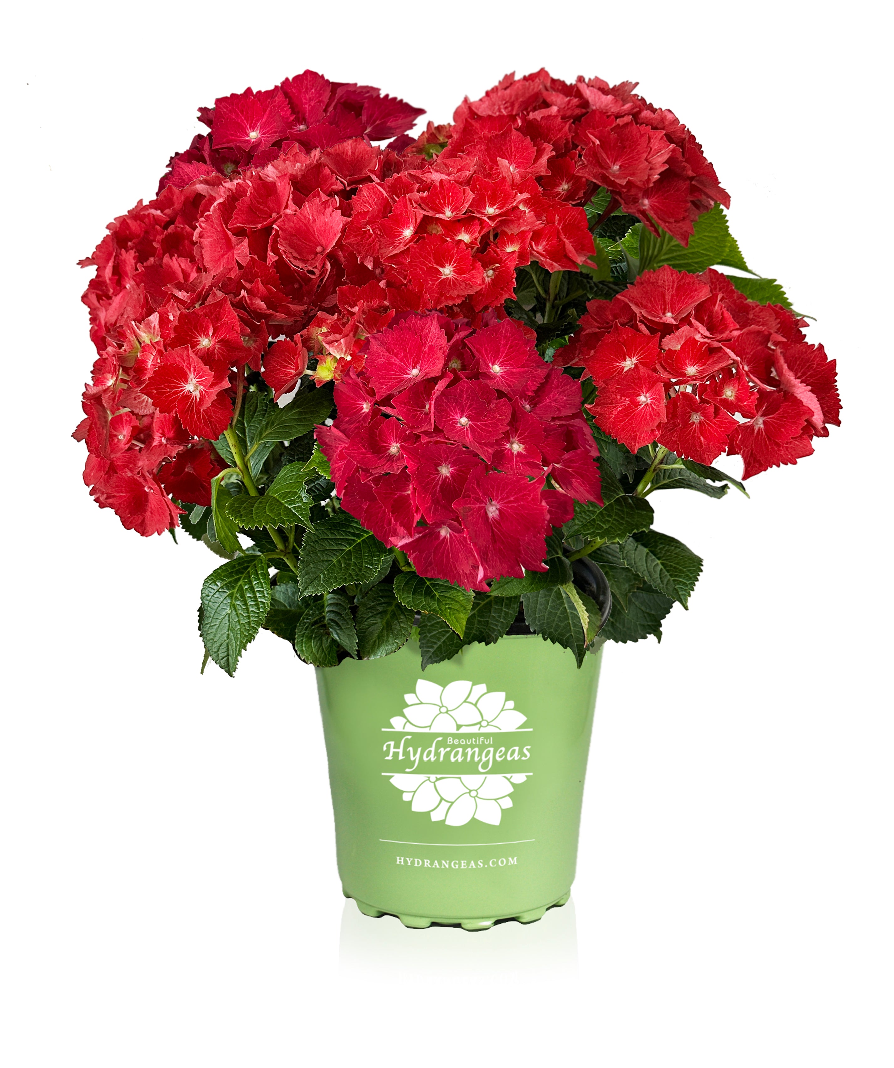 Speedy Red Hydrangea – Hydrangeas.com