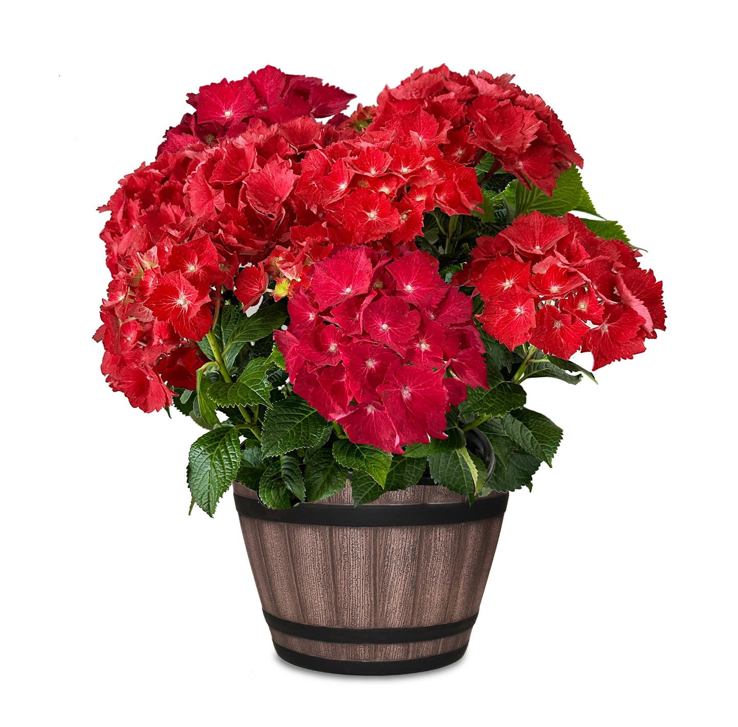 Red Hydrangea in Keg Barrel