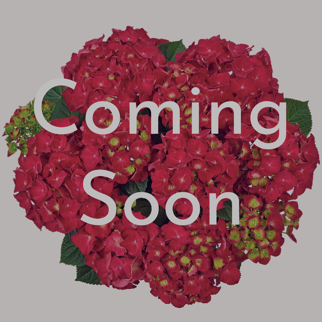 Speedy Red Hydrangea in Delilah Pot