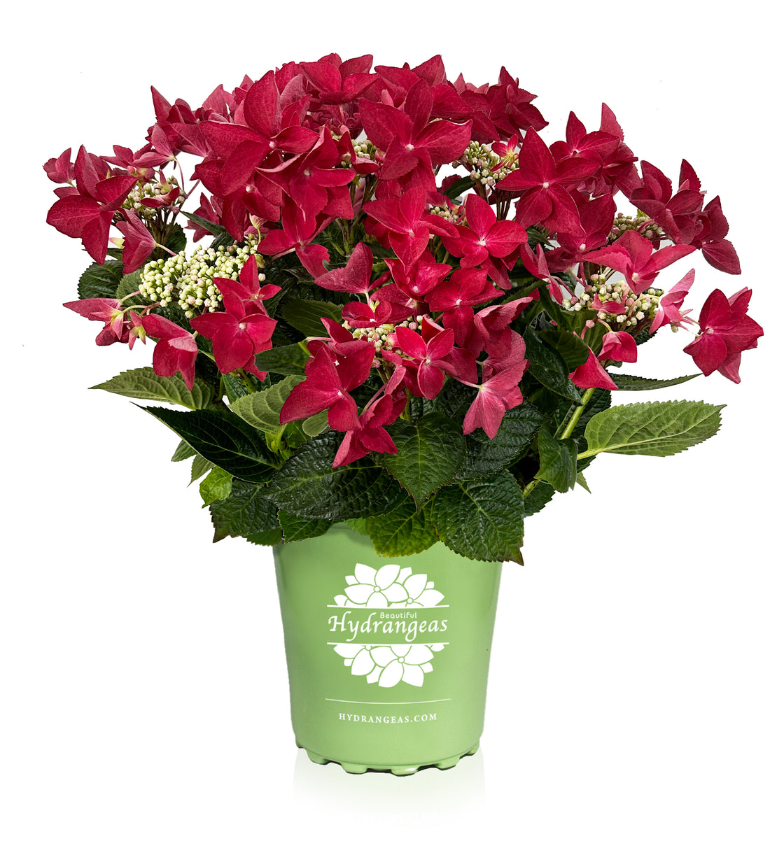 Strawberries & Cream Hydrangea