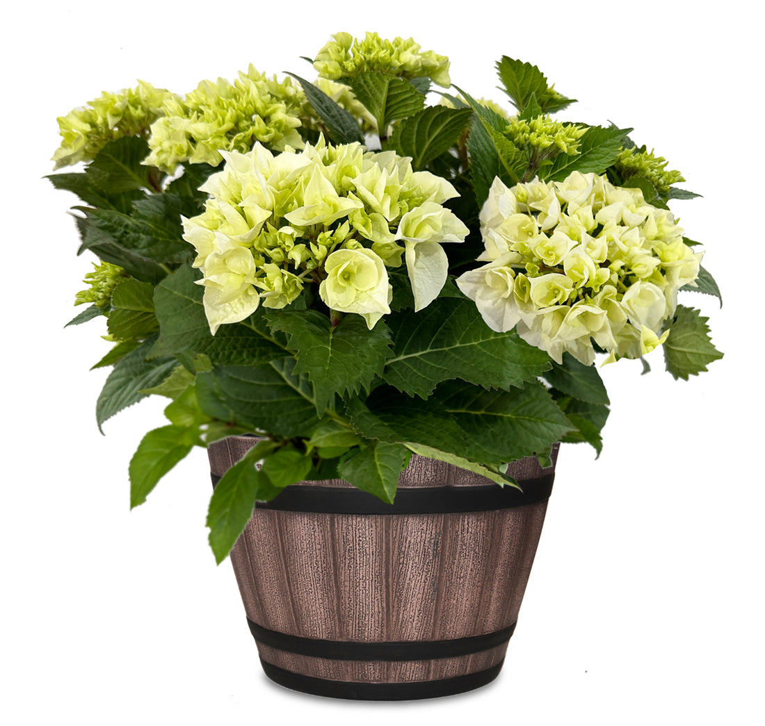 Vanilly Sky Hydrangea in Keg Barrel