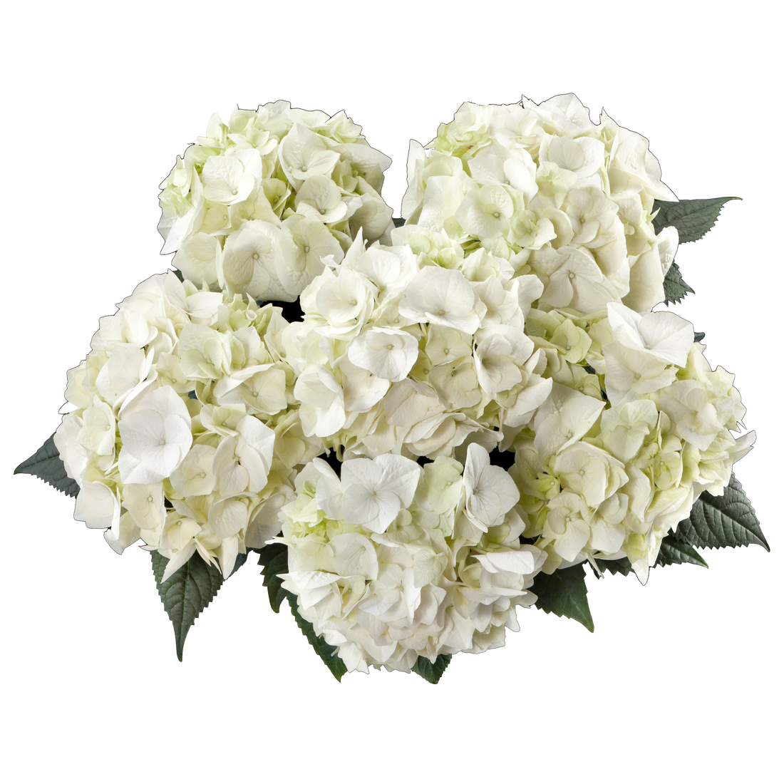 Vanilly Sky Hydrangea in Keg Barrel