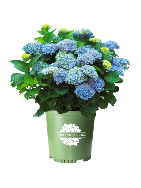 Magical Revolution Hydrangea